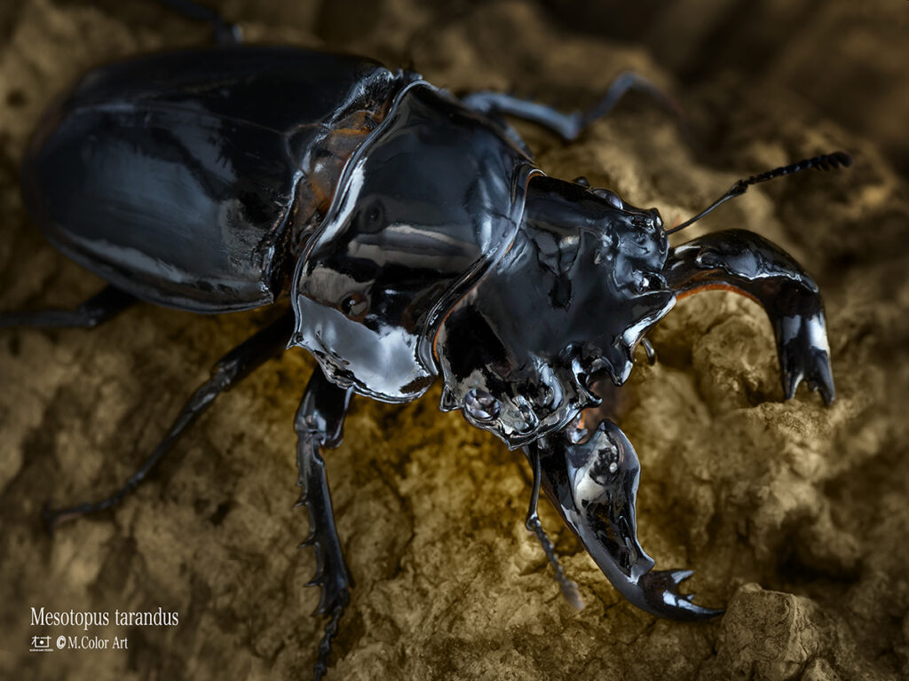 赤い目のタランドゥスツヤクワガタ 赤い目のタランドゥスツヤクワガタ 新ムシキング 赤目 タランドゥス
