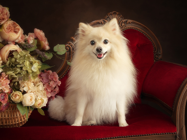 ポメラニアン　繁殖引退犬