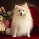 繁殖引退犬のリリーちゃん