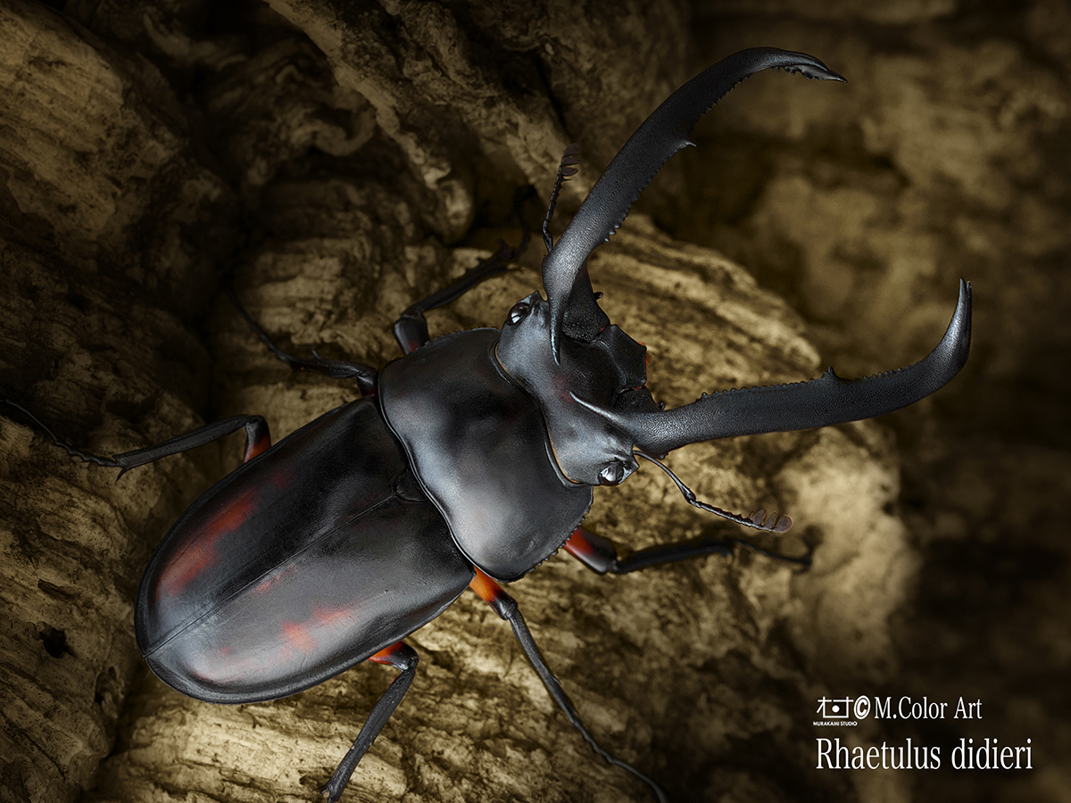 ディディエールシカクワガタ