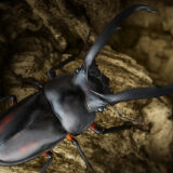 「ディディエールシカクワガタ」を撮影しました