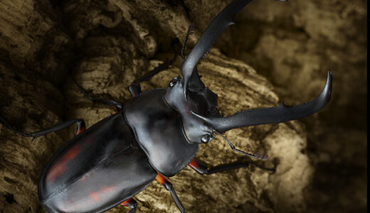 ディディエールシカクワガタ